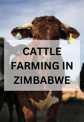 Cattle Farming in Zimbabwe: Nurturing Livelihoods and Tradition.